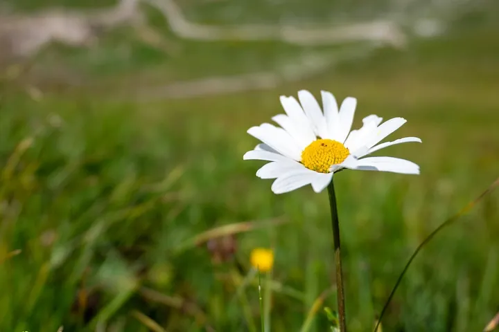 Close-up white daisy with a yellow center growing in a green mountain meadow