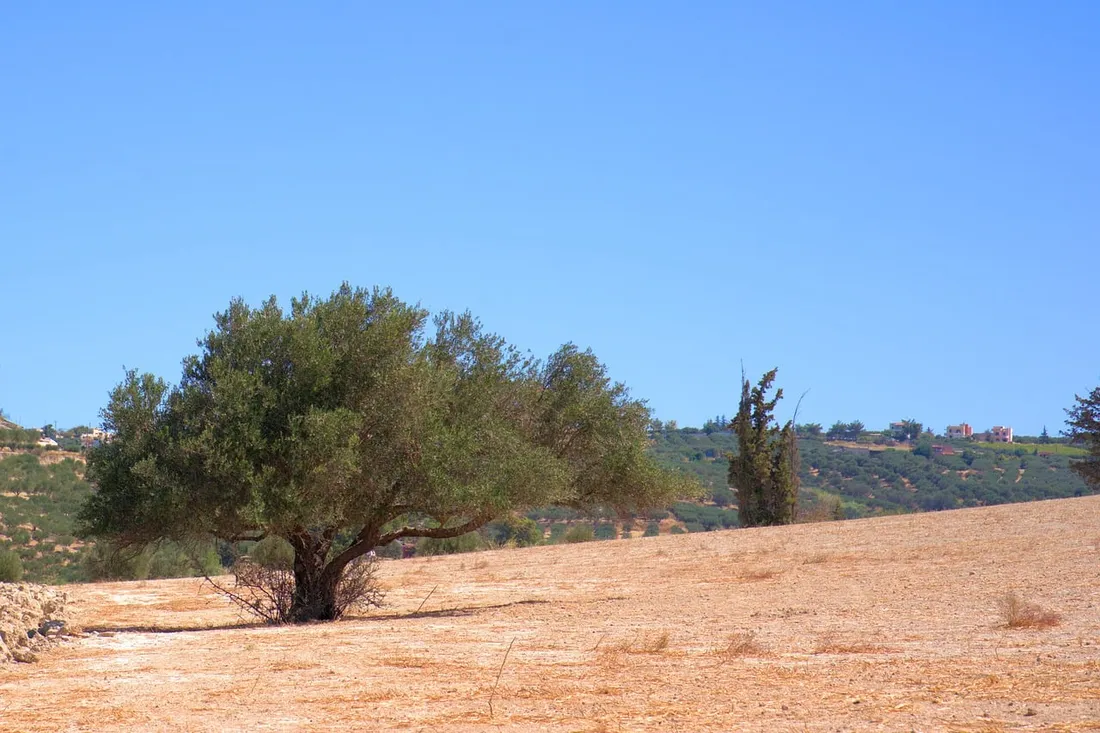 Olive tree against a clear blue sky in open countryside