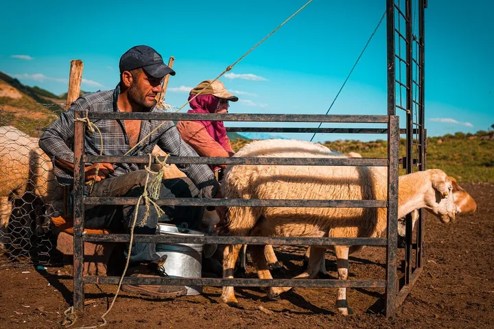 Two shepherds tending sheep in a rural pen