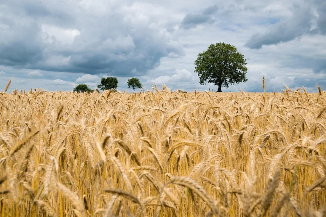 Golden wheat field landscape under a wide open sky
