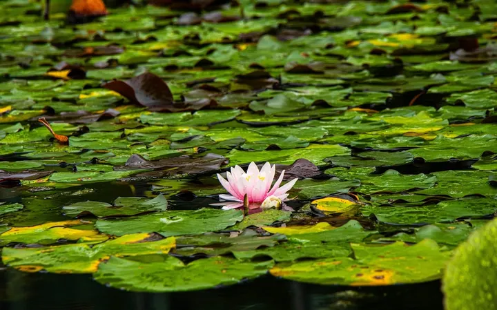 A pink water lily blooms among green lily pads on a pond