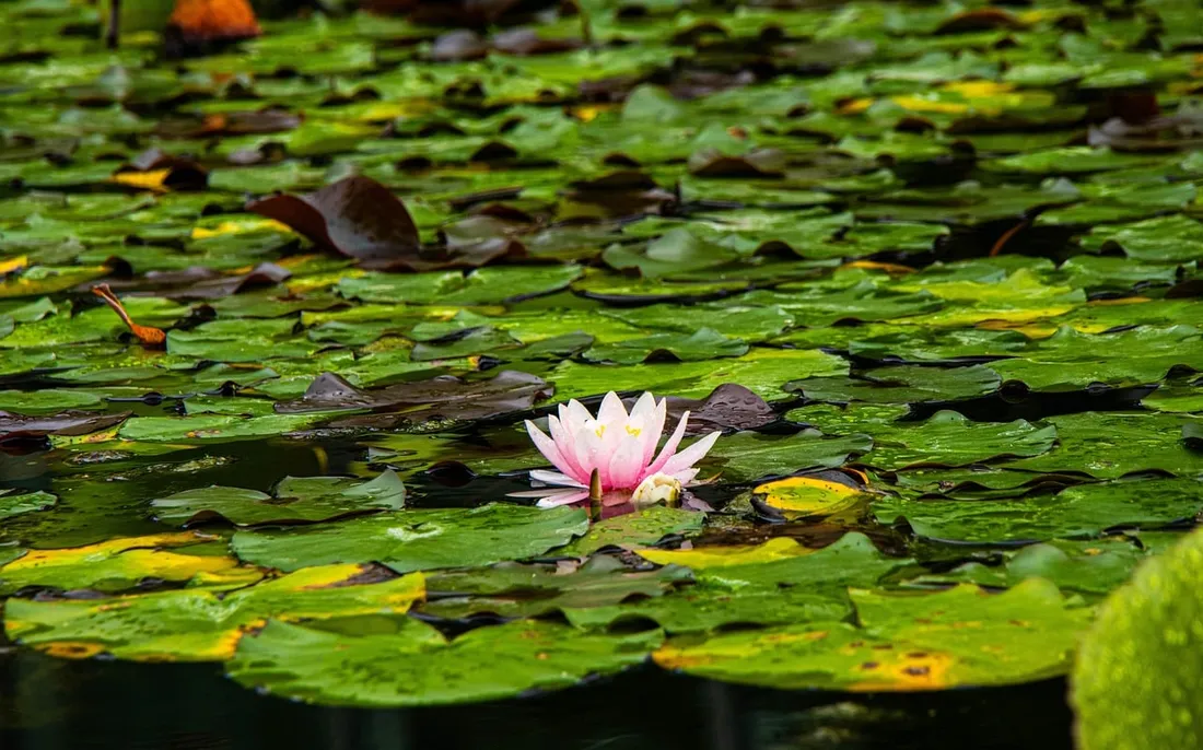 A pink water lily blooms among green lily pads on a pond