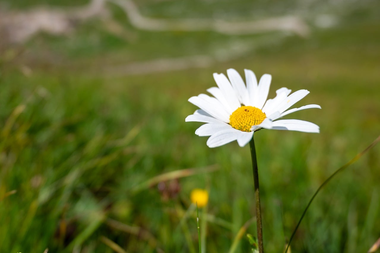 Close-up white daisy with a yellow center growing in a green mountain meadow