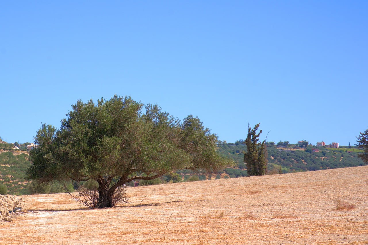 Olive tree against a clear blue sky in open countryside