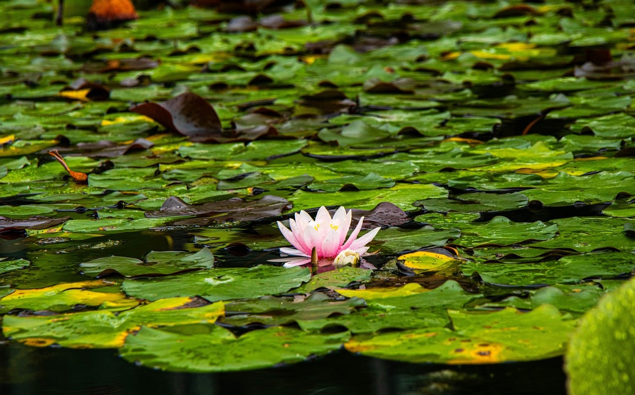 A pink water lily blooms among green lily pads on a pond